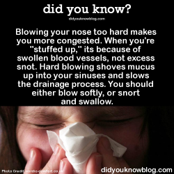 did-you-kno:  Blowing your nose too hard makes you more congested. When you’re “stuffed up,” its because of swollen blood vessels, not excess snot. Hard blowing shoves mucus up into your sinuses and slows the drainage process. You should either