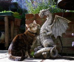 sweet-bitsy:  We’re in the year of 2014 and only now have we gotten photographic evidence of dragons petting cats 