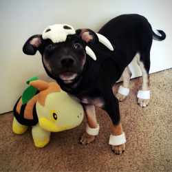 thatsthat24:  aintnothingbutathang:  HAPPY HALLOWEEN love,Kirby the Houndour  HOW DARE YOU BLIND ME WITH SUCH ADORABILITY?!!!!!!???! 