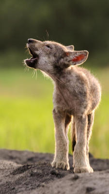 beautiful-wildlife:  Howling Wolf Pup by Terry Crayne 