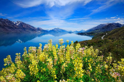 landscapelifescape:  New Zealand  by Oxy