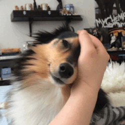 organicdaze:  spartathesheltie:  This is our ‘good morning’  oh. my. cuteness. 