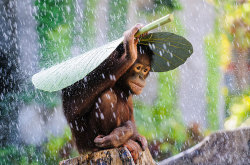 salahmah:  Orangutan in The Rain “I was