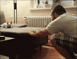 4gifs:  Puppy growing up, no hesitation on the second jump. [video] 