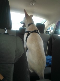 Very impatiently waiting for Nick to come back to the car. She does this whenever either of us leave.