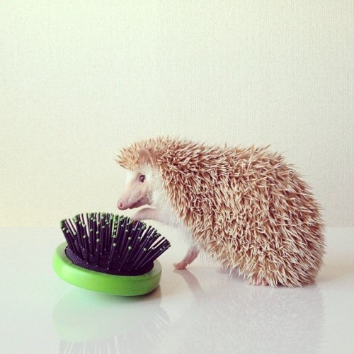 f-l-e-u-r-d-e-l-y-s:  The Cutest Little  hedgehog in the World Focus on the photographic series Shota Tsukamoto with his hedgehog elected the world’s cutest. Based in Japan, she staged an original and fun way her adorable hedgehog 3 years old. 