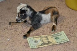 sugarkity:  quixoticfairy:  this is the money goat it only appears every goat year reblog and our great goat overlord will bless you with fortune  Better reblog this baby goat   It&rsquo;s the year of the goat?
