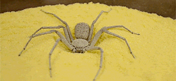 larvitarr: Six-Eyed Sand Spider Burying Herself