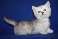 Positively-Fabulous:  Okay This Is A Little Munchkin Kitten And It Is The Cutest