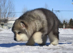 thereaintnome-ifthereaintnoyou:  zooophagous:  flyingtit:  i dont know what kind of animal that is so im gonna call it a puggle wuggle  Looks like a malamute pup to me. They’re ridiculously floofy.  Puggle wuggle 