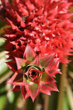 outdoormagic:  Exotica… red Pineapple top!