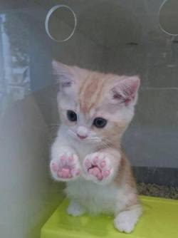 awwww-cute:  Look at my jellybean toes! (Source: http://ift.tt/1e19rL1)