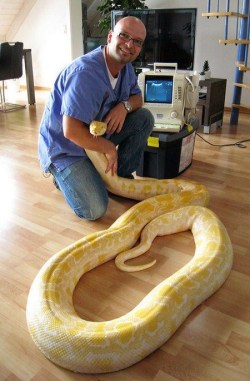 kiyza:  Hey, how about some cute pictures of giant snakes? This is Julius, a female albino Burmese python from Germany. You might know her from a viral video a little while back where she showed that she could open doors. She unfortunately passed away