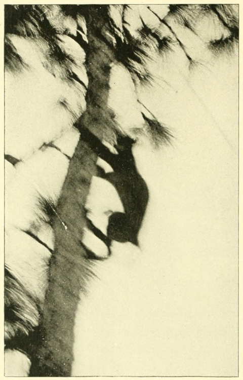 nemfrog: “Wild cat climbing a tree.” Hunting and fishing in Florida. 1896. Internet Archive 