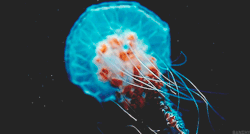 tripcontrol:  Sea Nettle Jellyfish