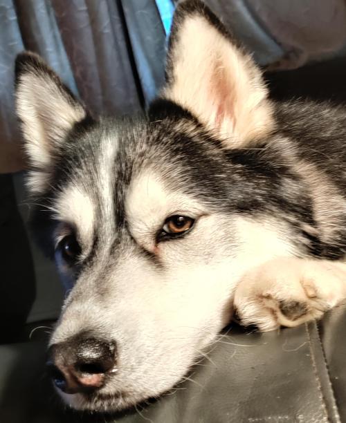 huskyoverload:  Balto, a passerby once told us that he isn’t a husky because his eyes are not blue