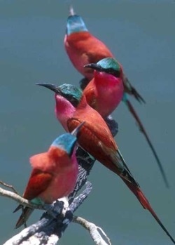 Crimson and teal (Southern Carmine Bee-eaters)