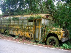 photorator:  Abandoned school bus cultivates moss on the side of the road in Puerto Rico 