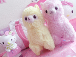 akaashie:  finally took a picture of both of my alpacassos together! akaashi is the yellow one and bokuto is the pink one~♥. 