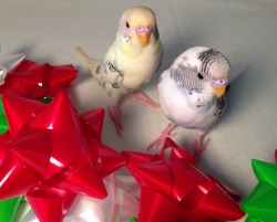 pepperandpals:  Budgies and bows 
