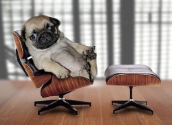alecstasy:  LOOK AT THIS PUG SITTING IN A CHAIR LIKE IS IT A GIANT PUG OR IS IT A MINI CHAIR? I DONT KNOW THIS IS MY NEW FAVORITE PICTURE ON THE INTERNET 