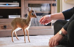 adelele-ukulele:  insideachrysaliswrithing:  tournesolmange-homme:  Aluna the dik dik is only 8 inches tall. She didn’t bond with her mother, so she’s being raised by hand by the luckiest zookeeper ever at the Chester Zoo.  OHHHHHHHH MY GOOOOOOOOOOD