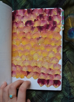 chic-ahh-go:  Sketchbook Page 59 Pressed rose petals. I had a giant bouquet of dead, dried up roses, so I took the fallen petals and pressed them It smells kinda nasty tbh. Not like roses 