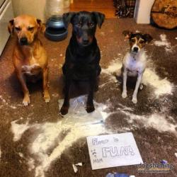 Dogshaming:  F Is For Flour And Fun And F……  Gunner, Pixie, And Paisley Became