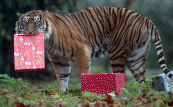 thefingerfuckingfemalefury: werewolfjokewar:  Santa is on strike due to global warming.  All presents this year will be delivered by Sasha the Christmas Tiger.  Milk and cookies may not be sufficient.  “MUST BRING PRESENTS TO GOOD CHILDREN” “Yes