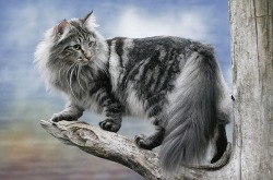 arewetumbling:    NORWEGIAN FOREST CATS 