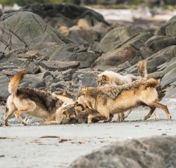 wolfsheart-blog:  Coastal Sea Wolves in BC, Canada by Ian McAllister