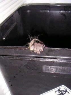 give-a-fuck-about-nature:  This is one of the most heartbreaking pictures I have seen about animal testing. The hand of an unknown monkey at a testing facility, grasping the side of the trash can after they discarded her for dead. Many people believe