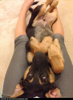 aplacetolovedogs:  Adorable German Shepherd puppy wants more belly rubs, please mommy  For more cute dogs and puppies