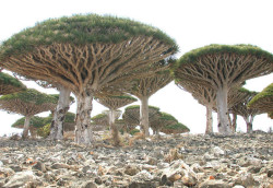 astrofyre:  crossconnectmag:  Isolated Island with Strange Plant Life is “The Most Alien-Looking Place on Earth” Nestled within the blue waters of the Indian Ocean is Socotra, a  small island that’s an offshore territory of Yemen. Located 220 miles