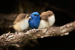 andrewsmirror:  fairy-wren:  (via nature by Shelley Pearson / 500px) *White-Winged Fairy-Wrens  Drew’s Mirror Sometimes you just stick out.