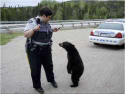 2460onetruepairing:  roboticappendages:  artistfingers:  teamcocket:  officer come quick there’s been a robbery  don’t you mean a ro-bear-y  THAT IS THE CUTEST POLICE OFFICER LADY AND BEAR I HAVE EVER SEEN LOOK AT THEM THEY’RE ADORABLE.  I can’t