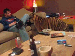 king-samanthian:  forget-the-maps:  Want  Calvin and Hobbes: the college years   Tigers are just big cats&hellip;.
