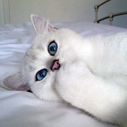 nicknamenyquil:  intellectuellenoire:  This cat is beautiful  @g0dziiia eyeliner game strong