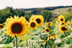 without-roots:The day I fell in love with sunflowers was the day I discovered hope. It had been dark for far too long but then, I emerged over the hill and thousands of them smiled at me. And I smiled back.