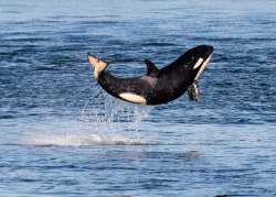 ska-ana:  funnywildlife:    A baby Orca whale leaps out of the sea    Baby J50 always cheers me up❤️❤️ 