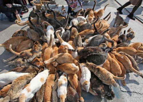 XXX cuteness-daily:  This is Cat Island. It is photo