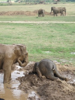 Tai-Kwon-Joe:  Sometimes, The Adolescent Elephant Will Throw Itself Upon The Ground