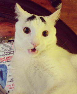 caughtup-in-sunlightt:  mltrygf:  loveandchallengeyourself:  thekingsmsgray:  Sam the Cat with Eyebrows and a Permanent Worried Face OMG I have injured myself laughing  you look..concerned.  His face reminds me of mine when I’m out in public….around