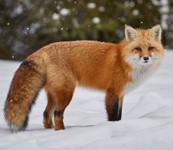 beautiful-wildlife:  Red Fox by © Joe