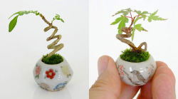 artfido:  Ultra Small Bonsai Plants Give New Meaning to the Word Miniature! See the images here: www.artfido.com/blog/teeny-tiny-bonsai-plants-give-new-meaning-to-the-word-miniature/ 