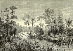 nemfrog:  “Flora of the second epoch.” Le monde physique. v.4. 1881.