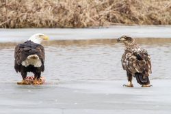 Americasgreatoutdoors:  Here’s A Cool Pic Of Two Bald Eagles Staring Each Other