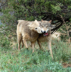 her-wolf: One of the Arctics, Powder, submits to one of the Timbers, Dakota, by licking the inside of his mouth.  By Kamia Wolf 