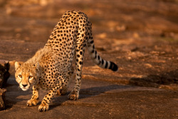 earthlynation:  Cheetah by catman-suha 