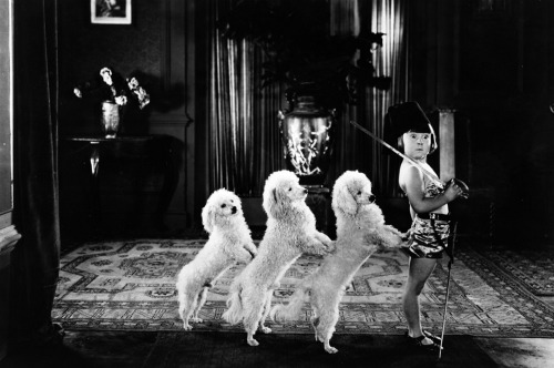 L'actrice enfant Mary Ann Jackson dirige une troupe de caniches interprètes dans une scène de la série Mack Sennett intitulée « The Jimmy Smiths », 1925.